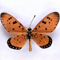 Acraea (Telchinia)violae